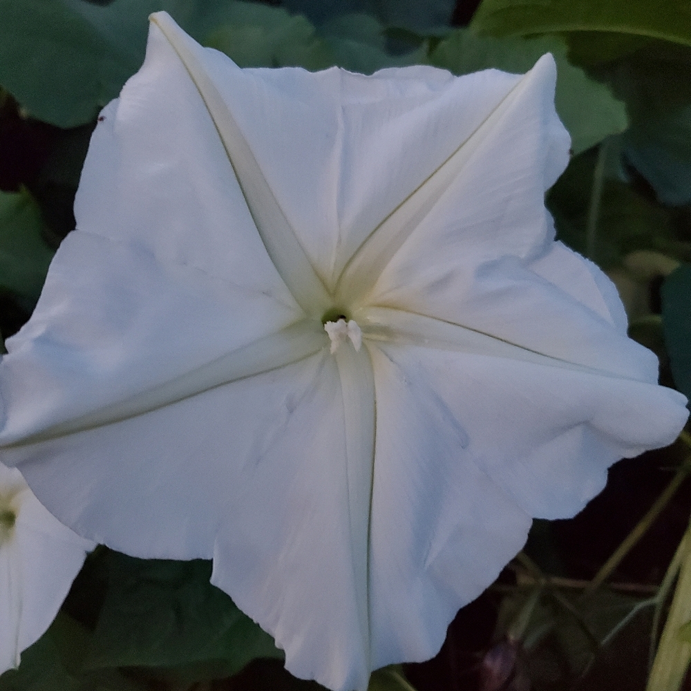 Seeds. Moonflower Vine. (15 Ct) 2025